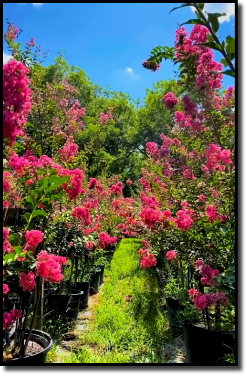 ABOUT US - TUSCARORA CRAPE MYRTLE