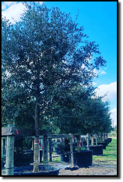 TREE CARE-LIVE OAK