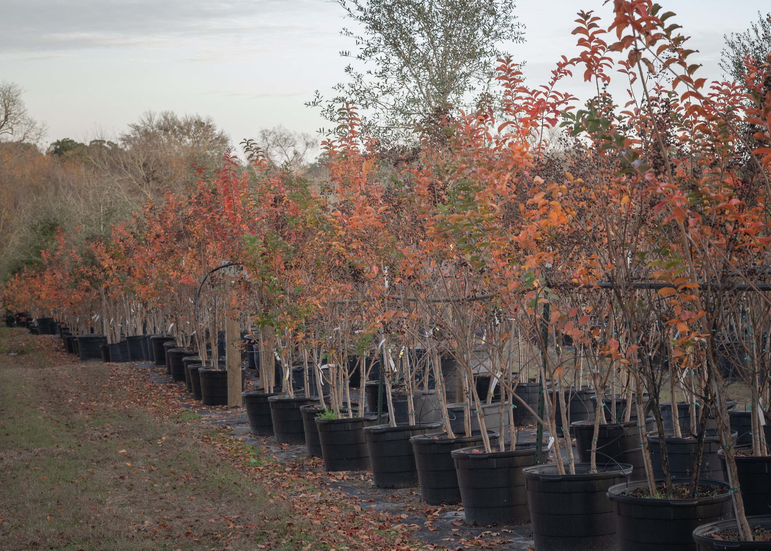 2024-12-01-Crape Myrtle Muskogee- 30 Gallons